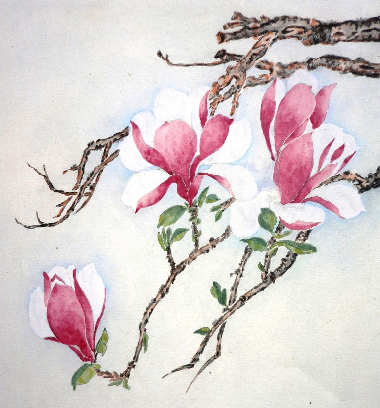 Magnolia